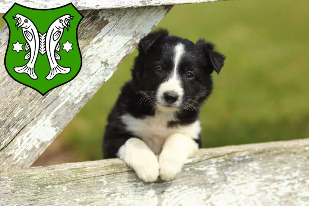 Border Collie Züchter mit Welpen Saalfeld/Saale, Thüringen