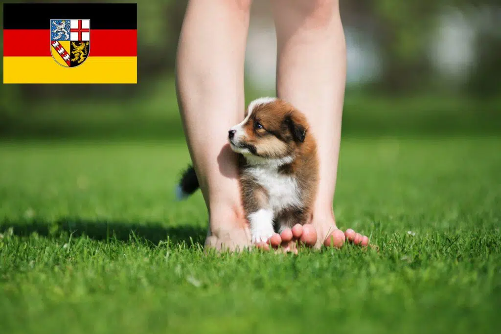 Border Collie Züchter mit Welpen Saarland, Saarland