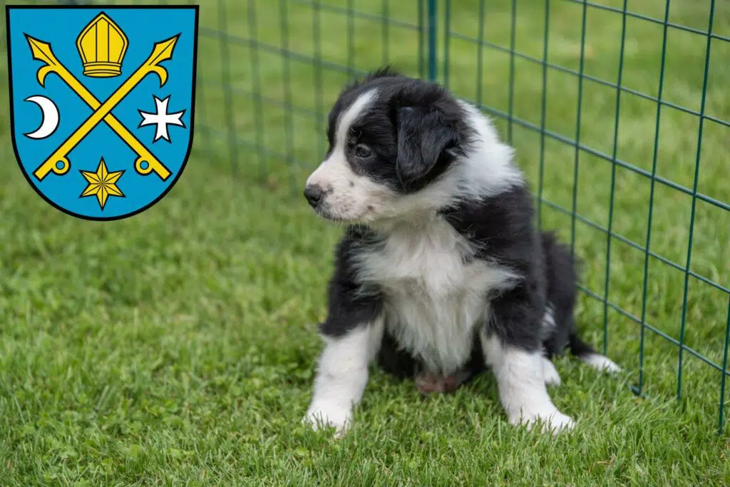 Border Collie Züchter mit Welpen Seelow, Brandenburg