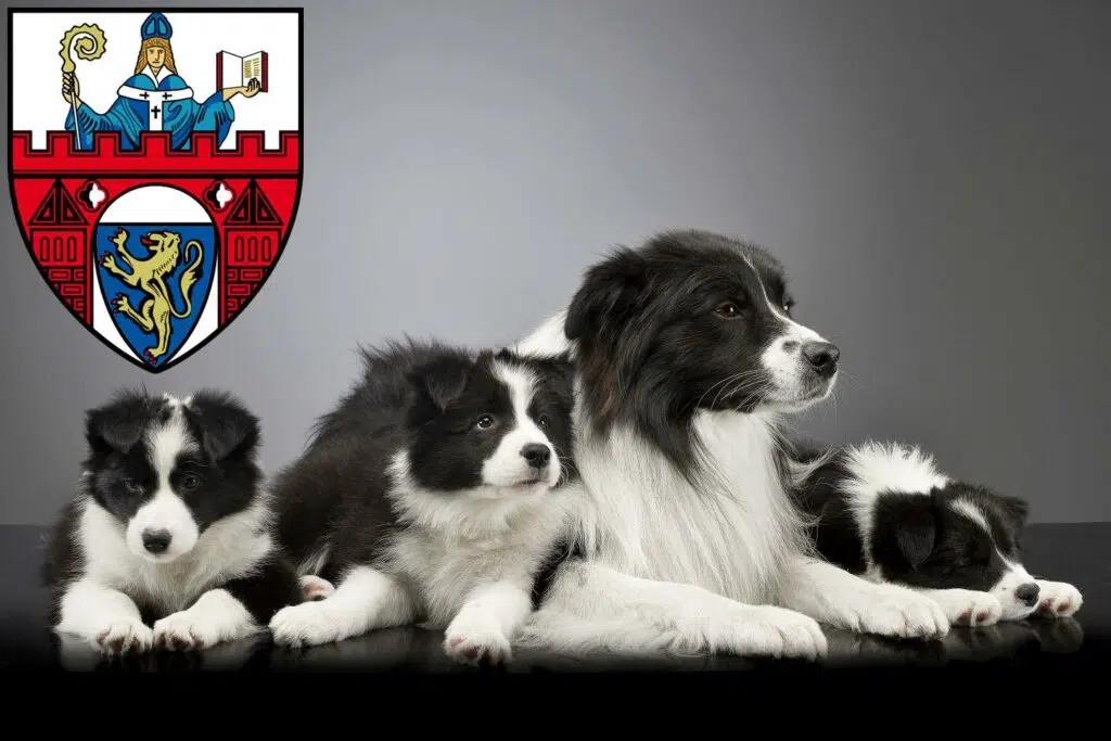 Border Collie Züchter mit Welpen Siegen, Nordrhein-Westfalen