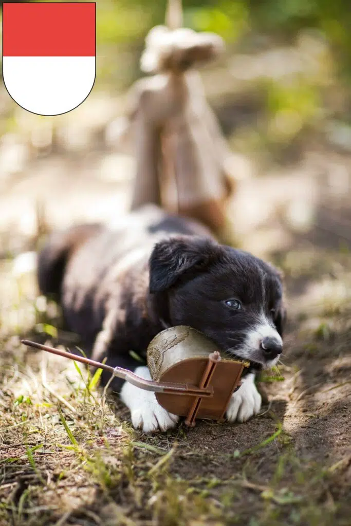 Border Collie Züchter mit Welpen Solothurn, Schweiz