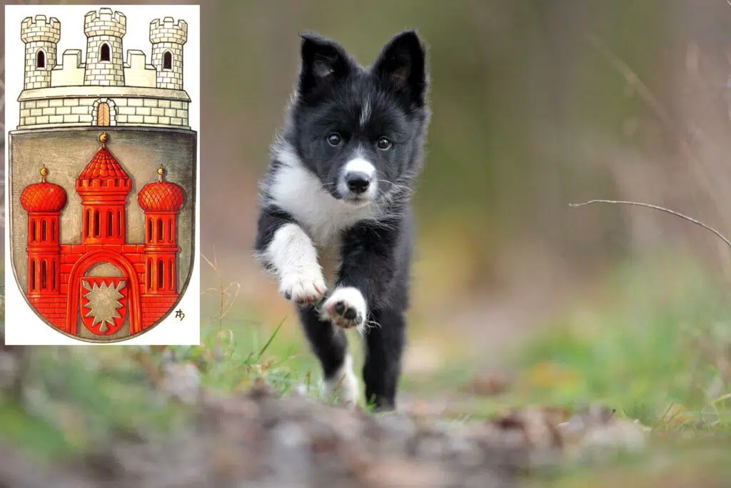 Border Collie Züchter mit Welpen Stadthagen, Niedersachsen
