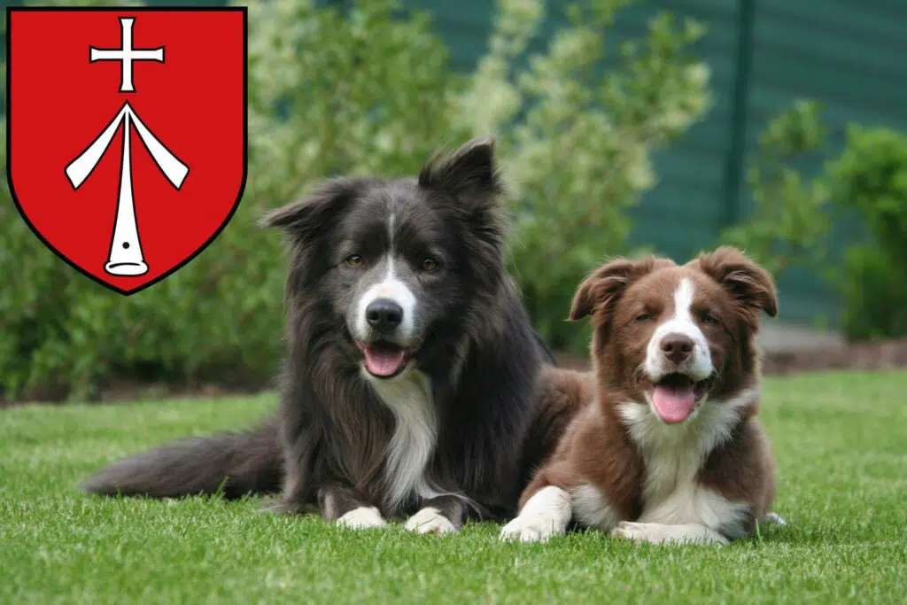 Border Collie Züchter mit Welpen Stralsund, Mecklenburg-Vorpommern