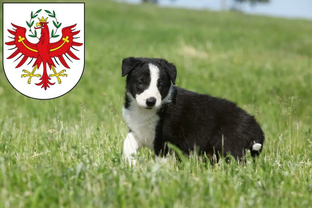 Border Collie Züchter mit Welpen Tirol, Österreich