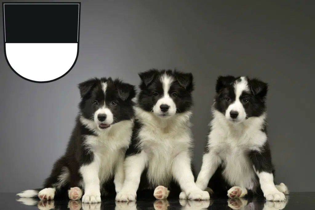 Border Collie Züchter mit Welpen Ulm, Baden-Württemberg