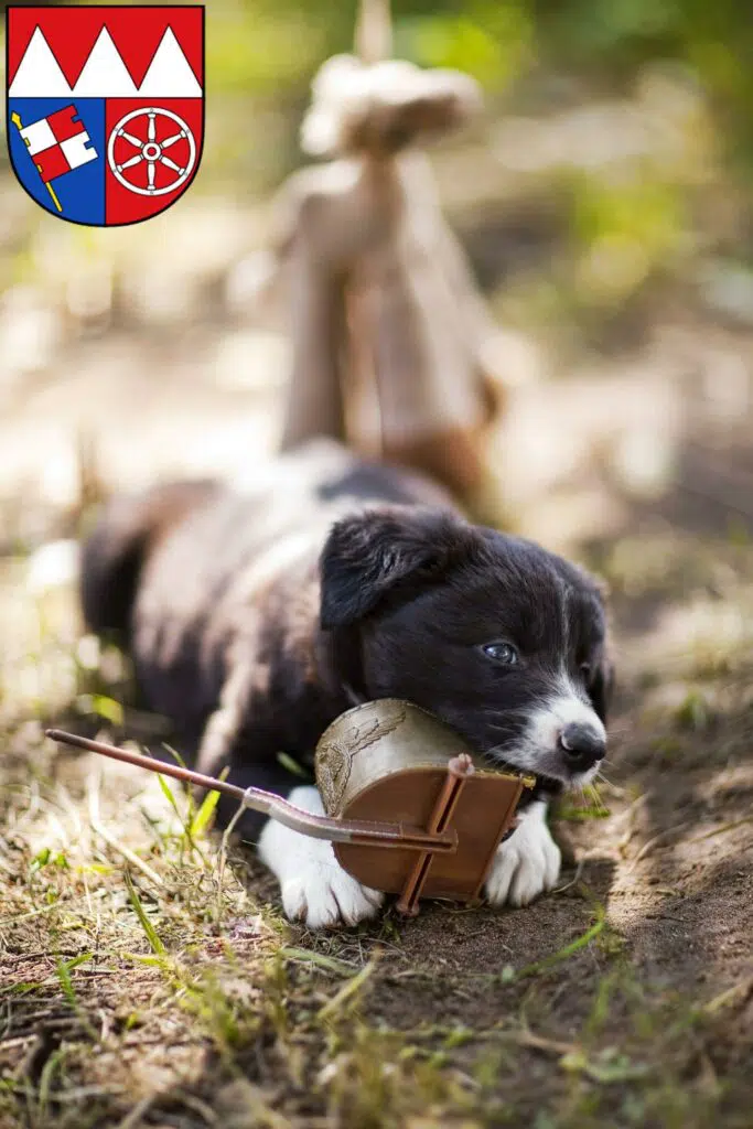 Border Collie Züchter mit Welpen Unterfranken, Bayern