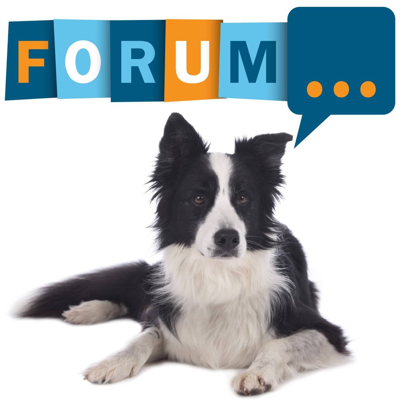 Border Collie Forum - Fragen und Antworten zum Border Collie