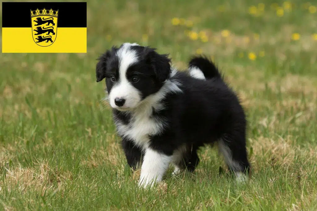 Border Collie Züchter mit Welpen Baden-Württemberg