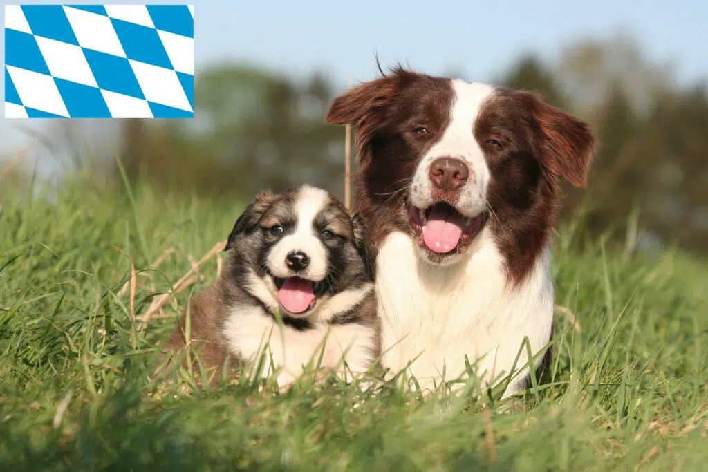 Border Collie Züchter mit Welpen Bayern