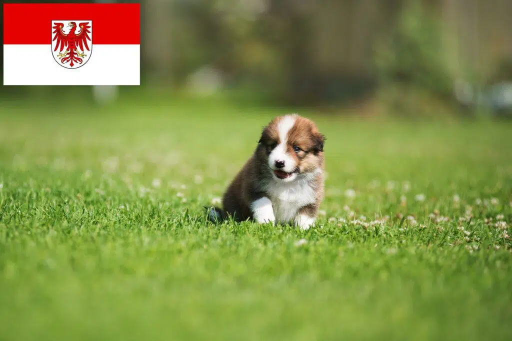 Border Collie Züchter mit Welpen Brandenburg