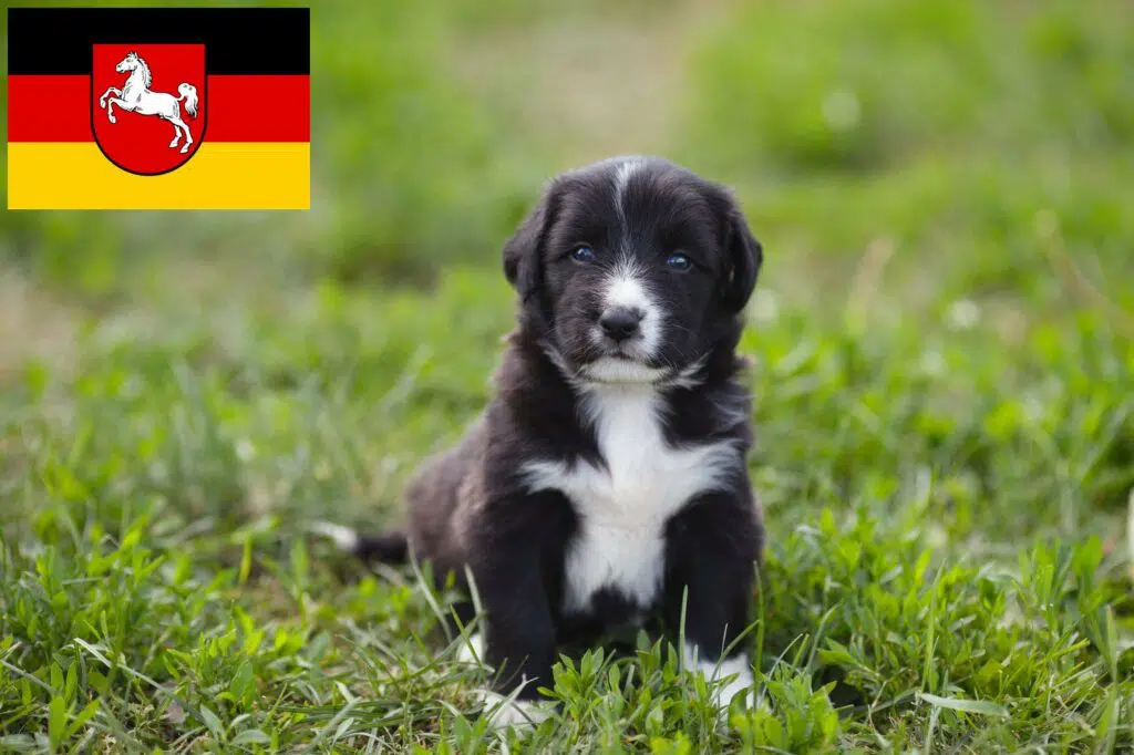 Border Collie Züchter mit Welpen Niedersachsen