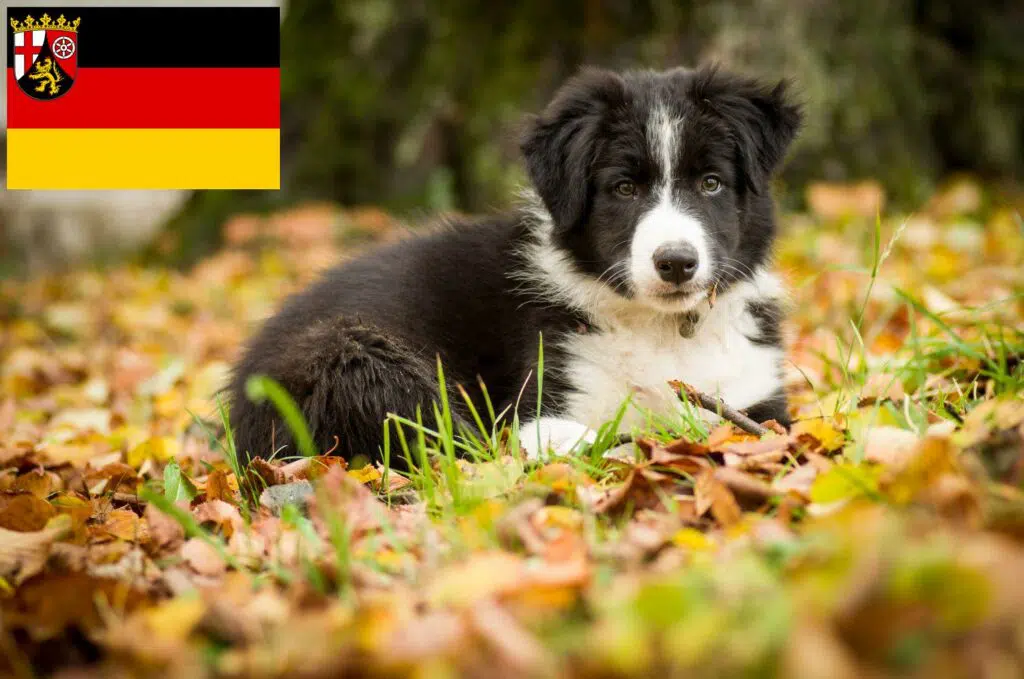Border Collie Züchter mit Welpen Rheinland-Pfalz