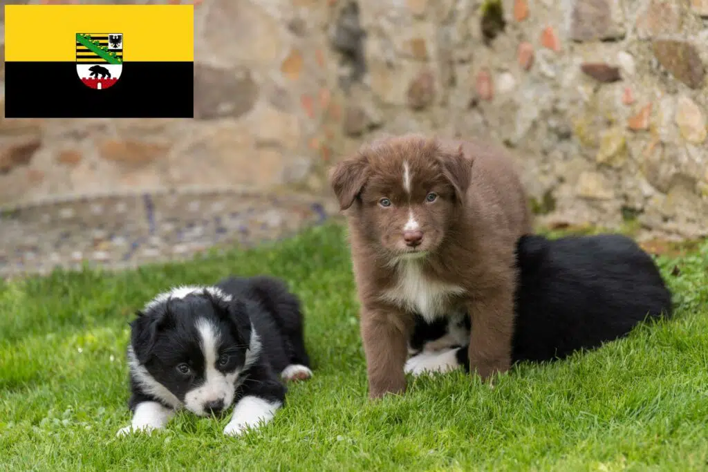Border Collie Züchter mit Welpen Sachsen-Anhalt