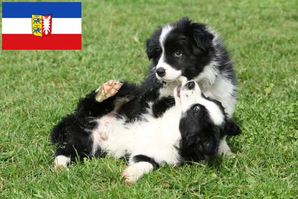 Border Collie Züchter mit Welpen Schleswig-Holstein