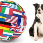 Border Collie Züchter in aller Welt