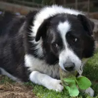 Bendeguz wartet im Tierheim bereits sehr lange