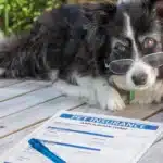 Alter Border Collie mit Brille.