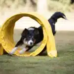 Border Collie läuft durch einen gelben Agility Tunnel.