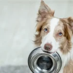 Border Collie hält Futterschüssel im Maul.