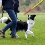 Border Collie läuft aufmerksam neben seiner Besitzerin.