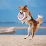 Border Collie springt am Strand und fängt eine Frisbee.