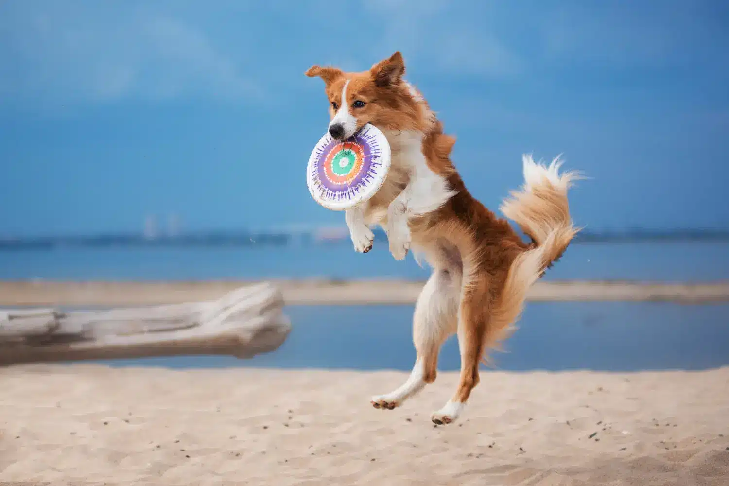 Border Collie springt am Strand und fängt eine Frisbee.