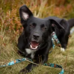 Schwarzer Border Collie Mischling liegt im Feld.