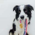 Schwarz-weißer Border Collie hält eine Medaille in der Schnauze.