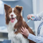 Braun-weißer Border Collie bekommt eine Injektion.