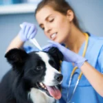 Tierärztin entfernt Parasiten vom Border Collie mit Pinzette.