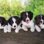 Vier Border Collie Welpen schauen über einen umgefallenen Baumstamm.