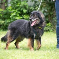 Whiskey - „fitter, kluger Senior“