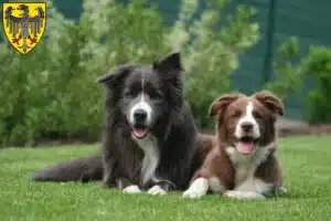 Mehr über den Artikel erfahren Border Collie Züchter und Welpen in Aachen