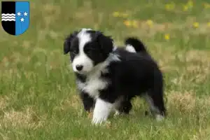 Mehr über den Artikel erfahren Border Collie Züchter und Welpen in Aargau