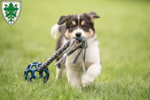 Mehr über den Artikel erfahren Border Collie Züchter und Welpen in Aichach