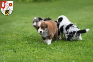 Mehr über den Artikel erfahren Border Collie Züchter und Welpen in Altenburg