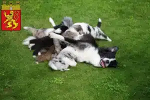 Mehr über den Artikel erfahren Border Collie Züchter und Welpen in Altenkirchen (Westerwald)