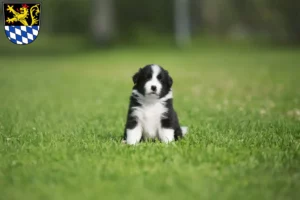Mehr über den Artikel erfahren Border Collie Züchter und Welpen in Amberg