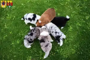 Mehr über den Artikel erfahren Border Collie Züchter und Welpen in Annaberg-Buchholz