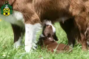 Mehr über den Artikel erfahren Border Collie Züchter und Welpen in Apolda