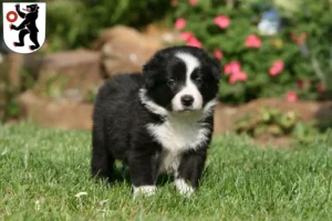 Mehr über den Artikel erfahren Border Collie Züchter und Welpen in Appenzell