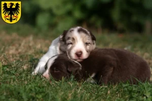 Mehr über den Artikel erfahren Border Collie Züchter und Welpen in Arnstadt