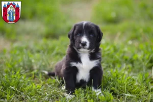 Mehr über den Artikel erfahren Border Collie Züchter und Welpen in Aschaffenburg