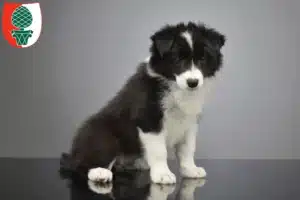 Mehr über den Artikel erfahren Border Collie Züchter und Welpen in Augsburg