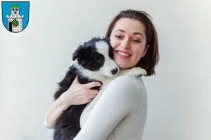 Mehr über den Artikel erfahren Border Collie Züchter und Welpen in Bad Belzig
