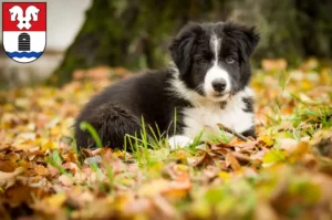 Mehr über den Artikel erfahren Border Collie Züchter und Welpen in Bad Fallingbostel
