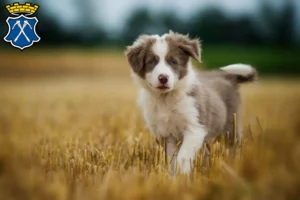 Mehr über den Artikel erfahren Border Collie Züchter und Welpen in Bad Homburg vor der Höhe
