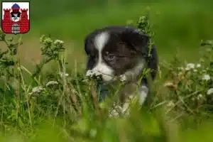 Mehr über den Artikel erfahren Border Collie Züchter und Welpen in Bad Kissingen