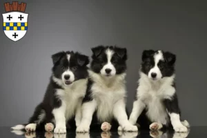 Mehr über den Artikel erfahren Border Collie Züchter und Welpen in Bad Kreuznach