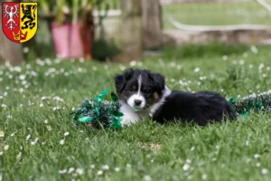 Mehr über den Artikel erfahren Border Collie Züchter und Welpen in Bad Neuenahr-Ahrweiler